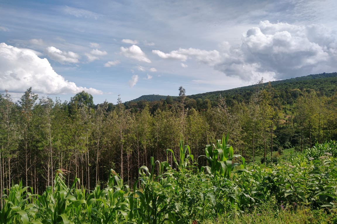 Farming in Kajiado| 5 reasons to farm in Kajiado