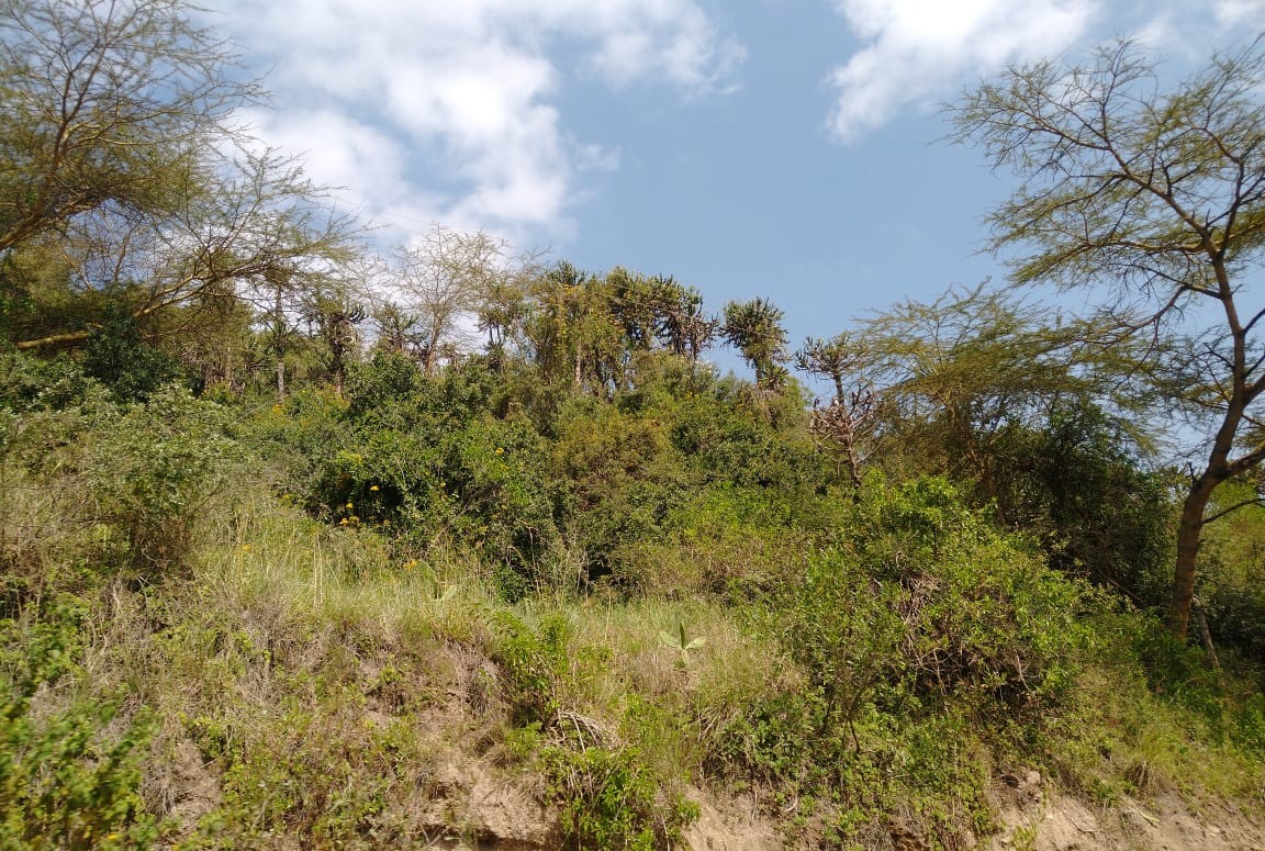 Buying land in Kajiado,common mistakes to avoid when buying land-land tips